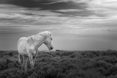 Camargue horse-Vincent Recordier-Artwork_2035.jpg
