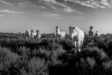 Camargue horses-Vincent Recordier-Artwork_9036.jpg