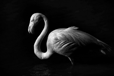 Pink Flamingo-Vincent Recordier-Artwork_1398.jpg