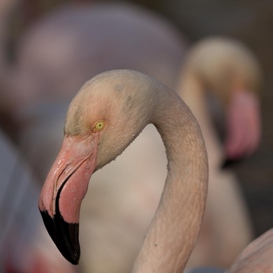 Pink Flamingo-Vincent Recordier-Artwork_3821.jpg