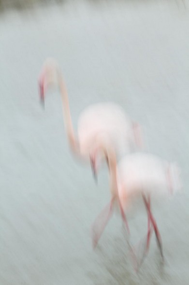 Pink Flamingo-Vincent Recordier-Artwork_8523.jpg